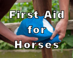 First Aid for Horses